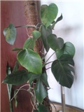 monstera
